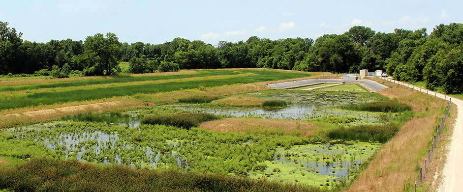 constructed wetlands for greywater treatment